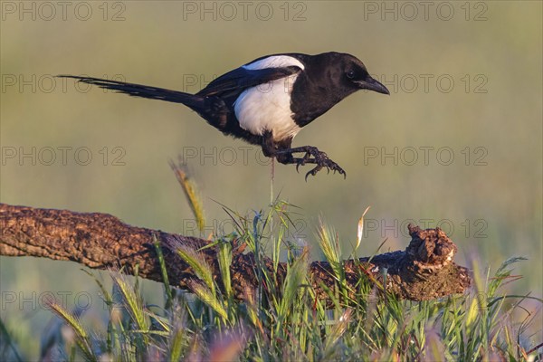 European magpie (Pica pica), flight photo, Hides De Calera / Steppe Raptors, Calera Y Chozas,