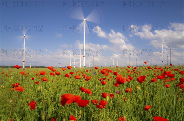 Wind farm, field with flower strips, insect-friendly border of fields with mixed flowers, poppies,