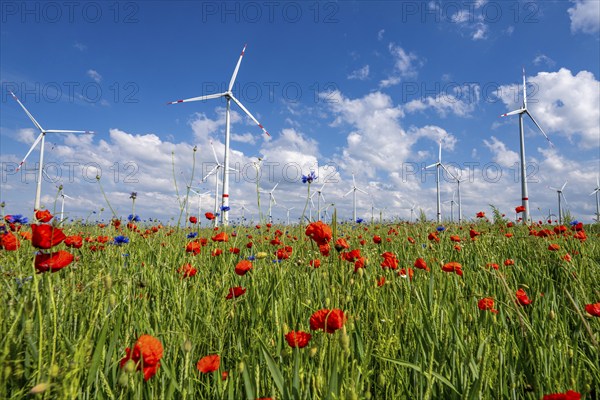 Wind farm, field with flower strips, insect-friendly border of fields with mixed flowers, poppies,