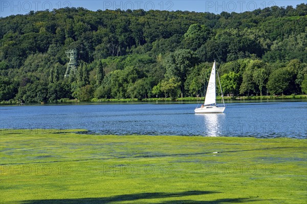 Waterweed, Elodea, an invasive species, green carpet of plants on Lake Baldeney in Essen, the