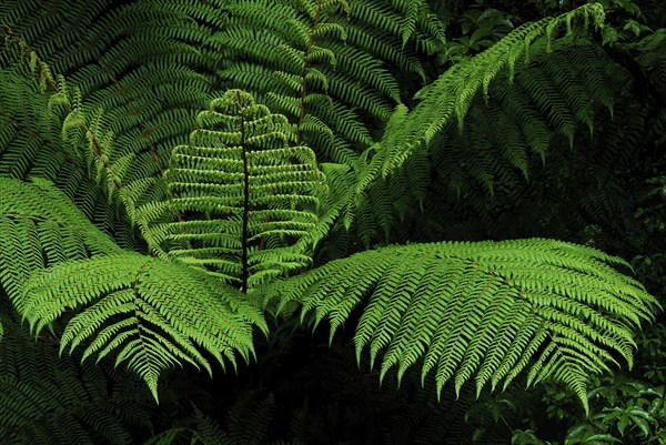 Fern Branch, Westland National Park, South West New Zealand World Heritage Site, West Coast, South