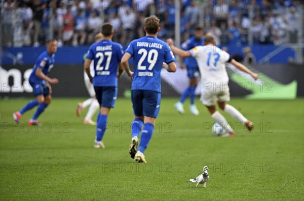 White pigeon on the pitch, grass, during Bundesliga football match TSG 1899 Hoffenheim vs Holstein