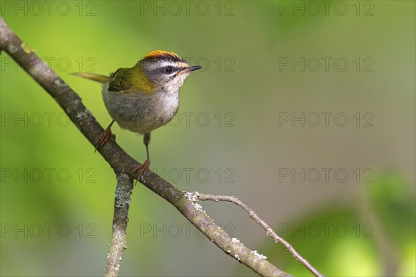 Goldcrest, Regulus ignicapillus, Luce, Mountain area, Luce, Styria, Slovenia, Europe