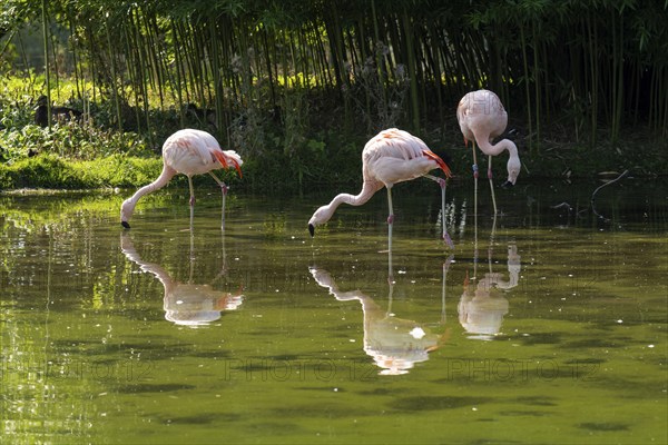 Flamingos (Phoenicopteridae) standing in a pond, reflection, Captive, North Rhine-Westphalia,