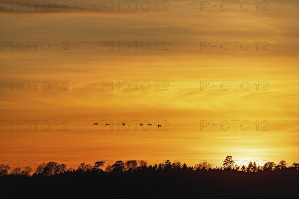 Flock of Common cranes (Grus grus) flying over forest in silhouette at sunset