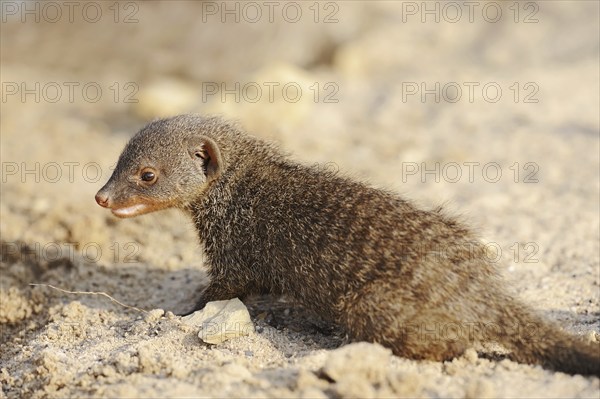 Banded mongoose (Mungos mungo), juvenile, captive, occurrence in Africa