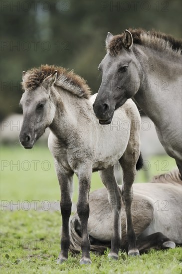 Dülmener Wildpferd, mare with foal, Merfelder Bruch, Dülmen, North Rhine-Westphalia, Germany,