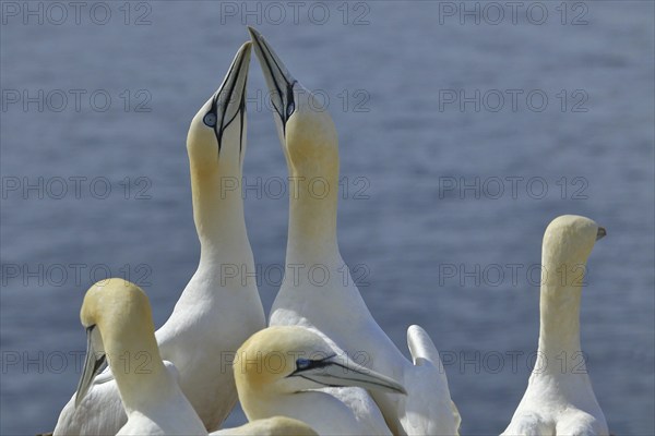 Northern gannet (Morus bassanus) pair greeting each other, Heligoland, Lower Saxony, Germany,