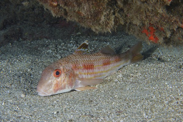 Striped red mullet (Mullus surmuletus) lies quietly on the sand. Dive site Roca Jolia, Las