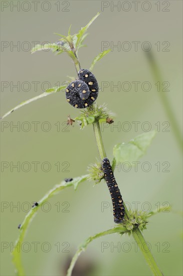 Leaf wasp (Tenthredo marginella), larva, North Rhine-Westphalia, Germany, Europe