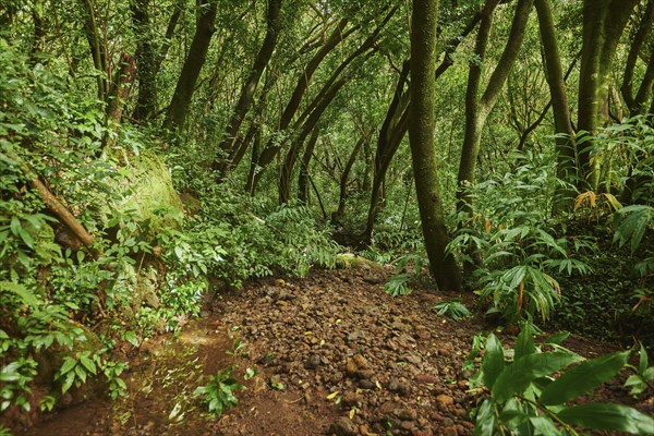 Landscape of Rainforest at the Lulumahu trail to the Lulumahu falls, Honolulu Watershed Forest