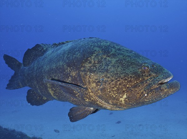 A large fish, atlantic goliath grouper (Epinephelus itajara), swims in the blue ocean. Dive site