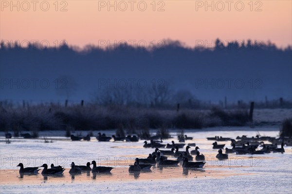 White-fronted Goose (Anser albifrons), at roost, in front of sunrise, dusk, morning, Dingdener