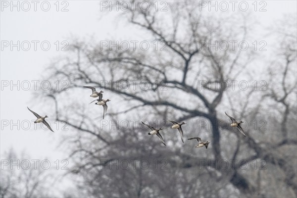 Eurasian wigeons (Anas penelope), flying, Emsland, Lower Saxony, Germany, Europe