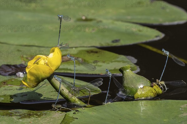 Azure damselflies (Coenagrion puella) laying eggs, Emsland, Lower Saxony, Germany, Europe