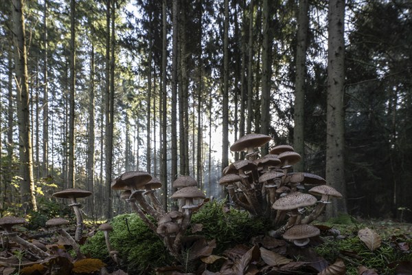 Armillaria polymyces (Armillaria ostoyae) in the forest, Emsland, Lower Saxony, Germany, Europe