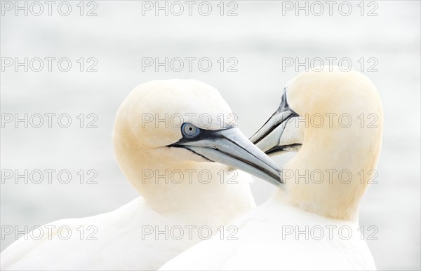 Two gannets (Morus bassanus) (synonym: Sula bassana) with white plumage beak together, gently touch