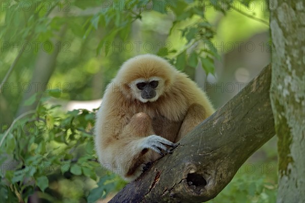White-handed gibbon (Hylobates lar), captive