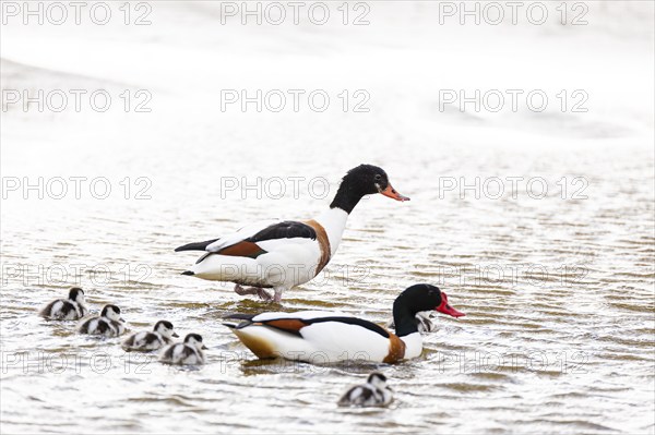Common shelduck (Tadorna tadorna), breeding pair with chicks, Varanger, Finnmark, Norway, Europe