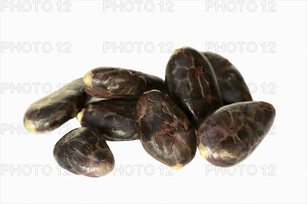 Cocoa tree (Theobroma cacao), cocoa beans