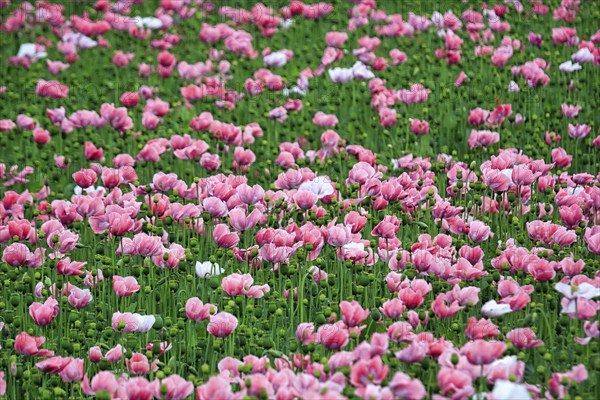 Opium poppy (Papaver somniferum), cultivation of edible poppy, poppy field, pink flowers and seed