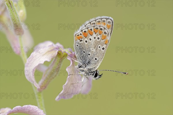 Brown argus (Aricia agestis) on the common levcoje (Matthiola fruticulosa), Provence, southern