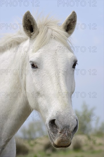 Camargue horse, portrait, Camargue, Provence, South of France