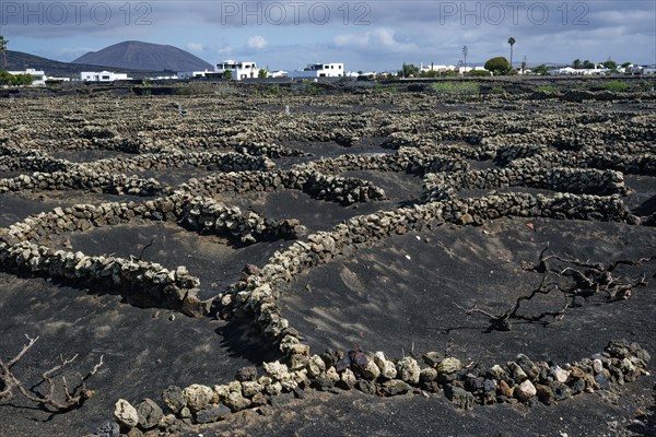 Typical viticulture in dry farming method, La Geria, Lanzarote, Canary Islands, Canary Islands,
