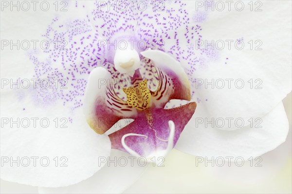 Butterfly orchid (Phalaenopsis), detail of the flower, houseplant, North Rhine-Westphalia, Germany,