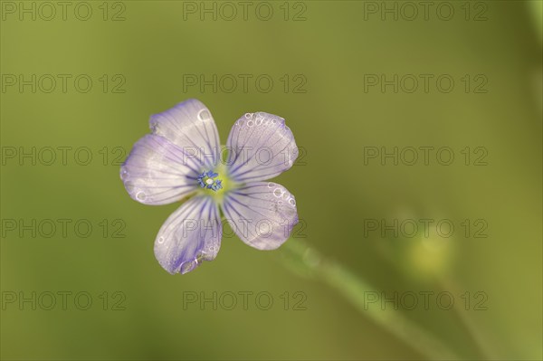 Biennial flax or wild flax (Linum bienne, Linum angustifolium), flower, Provence, southern France
