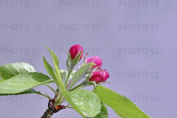 Apple blossoms (Malus), red still closed blossoms in front of a blue sky, Wilnsdorf, Nordrhein.