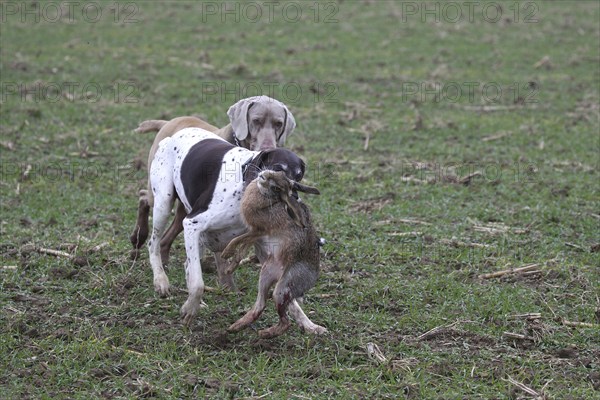 German Shorthaired Hound retrieves a hare (Lepus europaeus) and is harassed by a Weimaraner