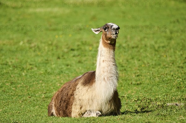 Llama (Lama glama) with white and brown fur lying calmly on green grass, Germany, Europe