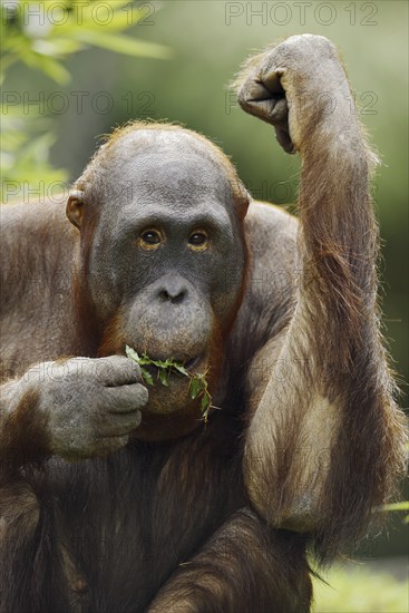 Bornean orangutan (Pongo pygmaeus), captive, occurring on Borneo