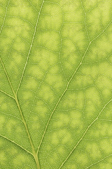 Tulip tree (Liriodendron tulipifera), leaf detail, North Rhine-Westphalia, Germany, Europe