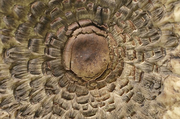 Common saffron umbrella mushroom (Chlorophyllum rhacodes, Macrolepiota rhacodes), detail of cap,
