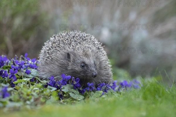 European hedgehog (Erinaceus europaeus) adult animal on a patch of flowering Dog violets in a