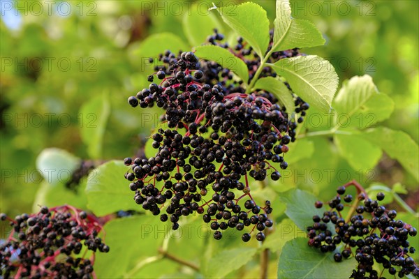 European elderberry, Sambucus nigra with hanging fruit clusters of black berries in summer, autumn,