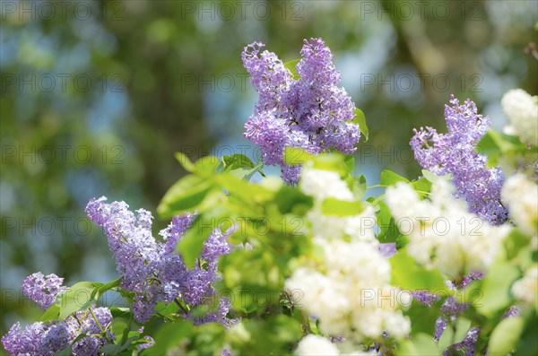 Purple and white lilac flowers against a background of trees, purple and white flowering common