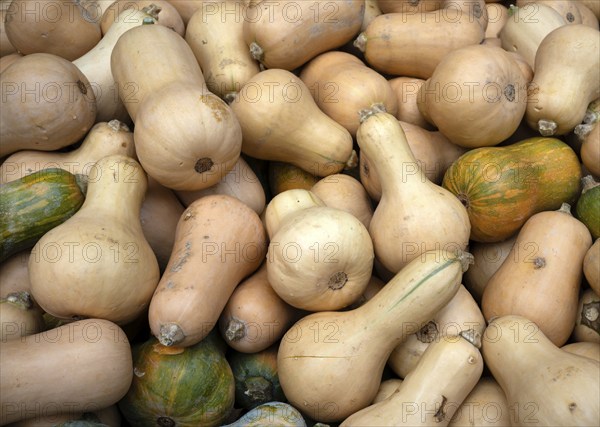 Butternut squash, pumpkins, sales stand, Ludwigsburg, Baden-Württemberg, Germany, Europe