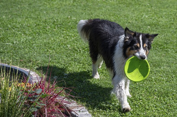 Dog, breed Australian Shepherd retrieves a Frisbee disc Bavaria, Germany, Europe