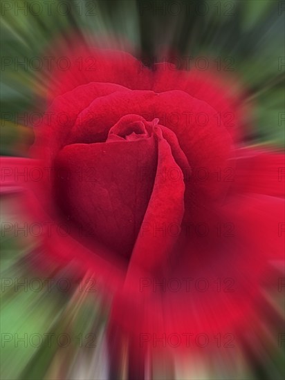 Red China rose (Rosa chinensis), zoom effect