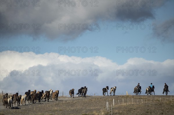 Icelandic horses (Equus islandicus) at a horse round-up or réttir, mounted drivers, near