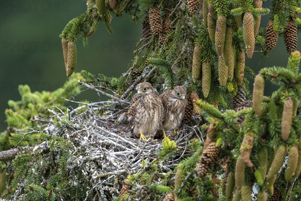 Common kestrel (Falco tinnunculus), young birds not yet ready to fly in the nest,