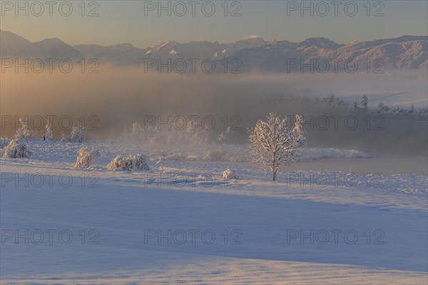 Lake in front of mountains in the morning light, fog, snow, winter, Riegsee, view of Zugspitze,
