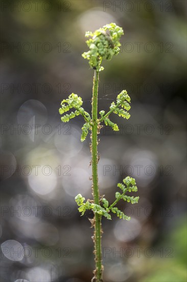 Spiny fern (Dryopteris carthusiana), frond shoot, province of Drenthe, Netherlands