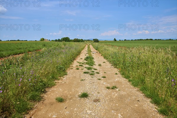 A dirt track leads straight ahead through green grain fields and lavender fields (Lavandula),