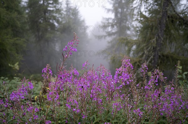 Invasive blooming sally (Epilobium angustifolium), Almenweg, Klammeben, Hirzer near Saltaus,
