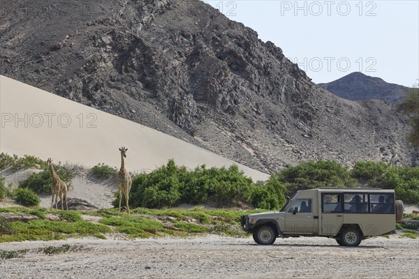 Tourists watching Angola giraffes (Giraffa camelopardalis angolensis) in the Hoanib dry river,