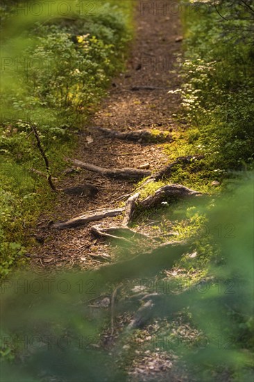 A forest path interspersed with roots in the sunlight, Black Forest, Gechingen, Germany, Europe
